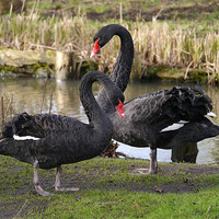 Buy canvas prints of Black swans courting by sharon bennett