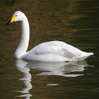 Buy canvas prints of Whooper swan by sharon bennett