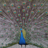 Buy canvas prints of Peacock Strutting His Stuff by sharon bennett