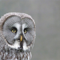 Buy canvas prints of Great Grey Owl by sharon bennett
