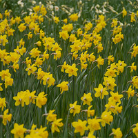 Buy canvas prints of Field of Daffodils by sharon bennett