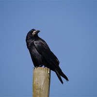 Buy canvas prints of Rook on look out by sharon bennett