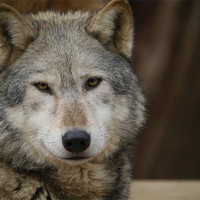 Buy canvas prints of Wolf Portrait by sharon bennett