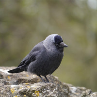 Buy canvas prints of Jackdaw on ruin walls by sharon bennett