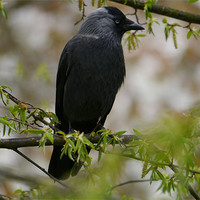 Buy canvas prints of Jackdaw in a tree by sharon bennett