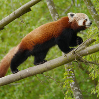 Buy canvas prints of Red Panda Exploring by sharon bennett