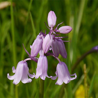 Buy canvas prints of Pink bluebells by sharon bennett