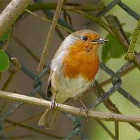 Buy canvas prints of Robin with his lunch by sharon bennett