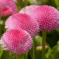 Buy canvas prints of Natures pom-poms by sharon bennett