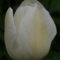 Buy canvas prints of Tulip in the rain by sharon bennett