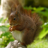 Buy canvas prints of Chubby Red Squirrel by sharon bennett