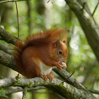Buy canvas prints of Red squirrel by sharon bennett