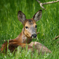Buy canvas prints of Roe deer resting by sharon bennett