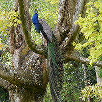 Buy canvas prints of Peacock in a tree by sharon bennett