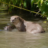 Buy canvas prints of Otters playing by sharon bennett