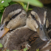 Buy canvas prints of Twin Ducklings by sharon bennett
