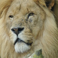 Buy canvas prints of The king by sharon bennett