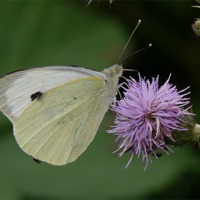 Buy canvas prints of Cabbage white butterfly by sharon bennett