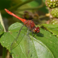 Buy canvas prints of Ruddy Red Dragonfly by sharon bennett