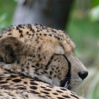 Buy canvas prints of Sleepy Cheetah by sharon bennett