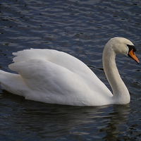 Buy canvas prints of Swimming Swan by sharon bennett
