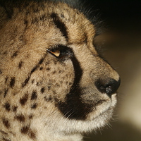 Buy canvas prints of Cheetah Portrait by sharon bennett