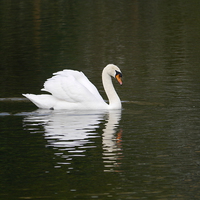 Buy canvas prints of Mute Swan by sharon bennett