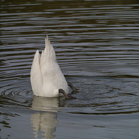 Buy canvas prints of Bottoms Up by sharon bennett