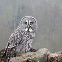 Buy canvas prints of Great Grey Owl by sharon bennett