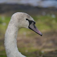 Buy canvas prints of Young Swan by sharon bennett