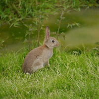 Buy canvas prints of Young Wild Rabbit by sharon bennett