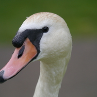 Buy canvas prints of  Portrait of a swan by sharon bennett