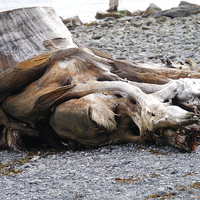 Buy canvas prints of  Driftwood by sharon bennett