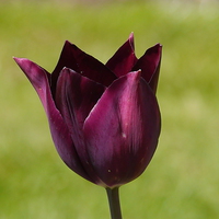 Buy canvas prints of  Purple Tulip by sharon bennett