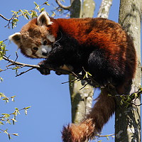 Buy canvas prints of Red Panda by sharon bennett