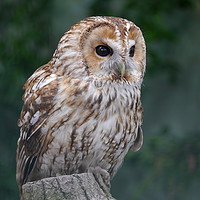 Buy canvas prints of Tawny Owl by sharon bennett