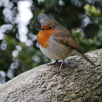 Buy canvas prints of Robin In A Tree by sharon bennett