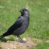 Buy canvas prints of Cheeky Jackdaw by sharon bennett