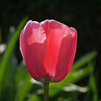 Buy canvas prints of Tulip in the sun by sharon bennett