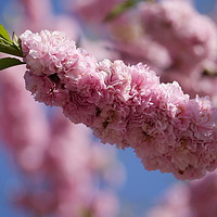 Buy canvas prints of Blossom by sharon bennett