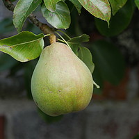 Buy canvas prints of Pear Ready To Pick by sharon bennett