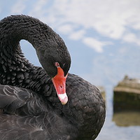 Buy canvas prints of Black Swan by sharon bennett