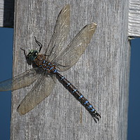 Buy canvas prints of Dragonfly by sharon bennett