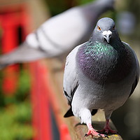 Buy canvas prints of Pigeon by sharon bennett