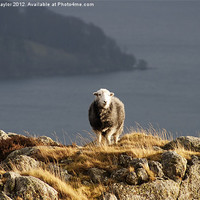 Buy canvas prints of Sheep in Sun by David Haylor