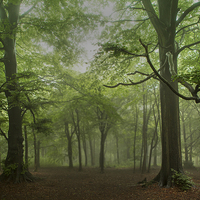 Buy canvas prints of  Rainy Day at Wendover Woods by David Haylor