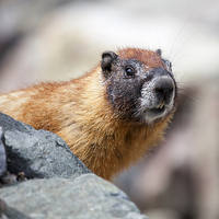 Buy canvas prints of  Marmot watching by David Haylor