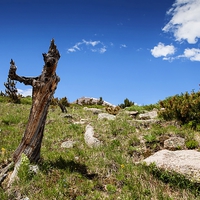 Buy canvas prints of  Twisted Pine, Rocky National Park by David Haylor