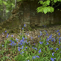 Buy canvas prints of Bluebells on the edge of wood by David Haylor